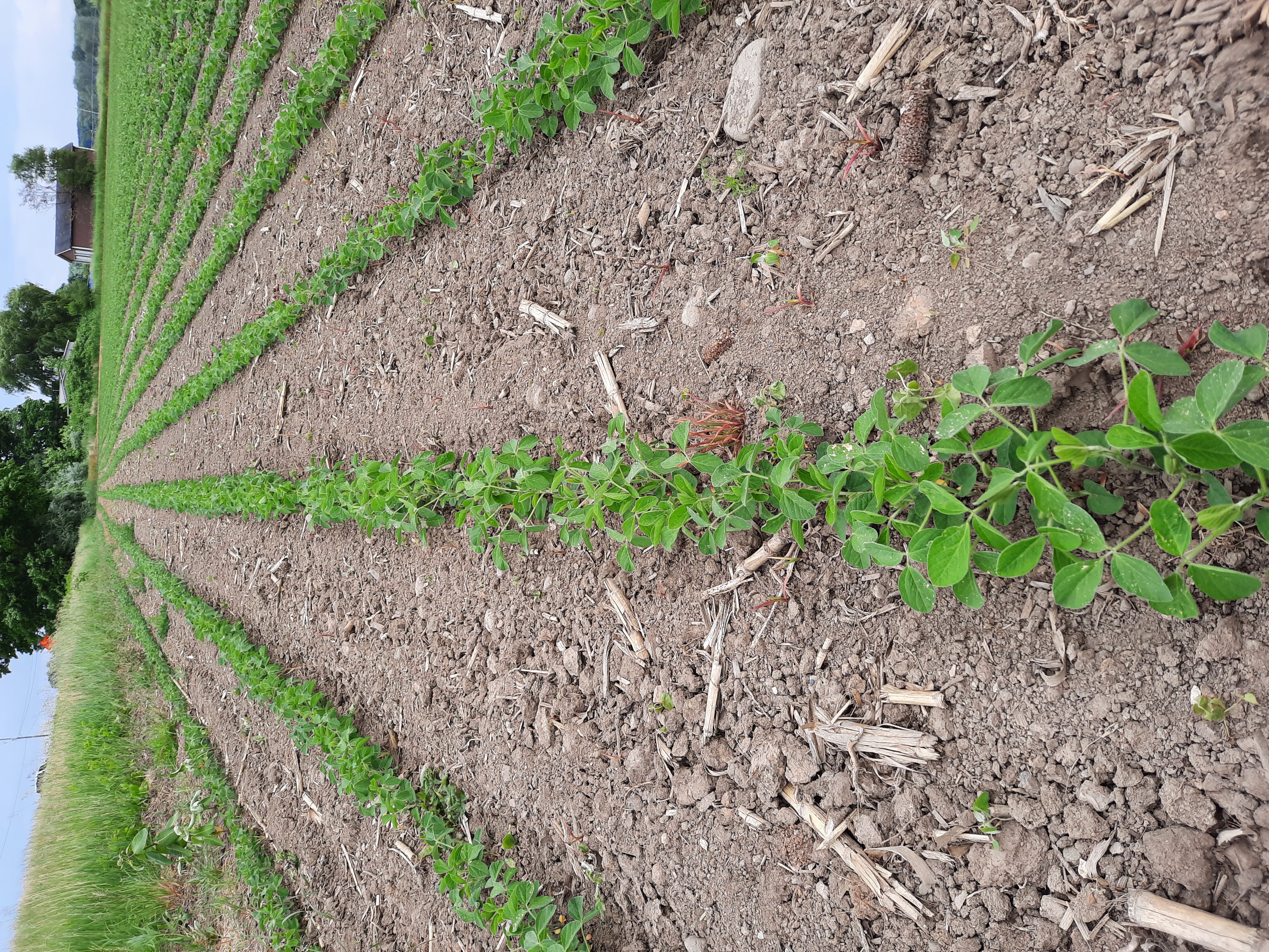 June soybeans in early growth stage 